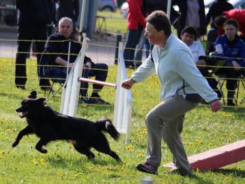 Premier concours d'agility de Fontaines, le 12 avril 2015