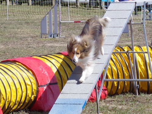 Concours d'agility, Fontaines 11 septembre 2022