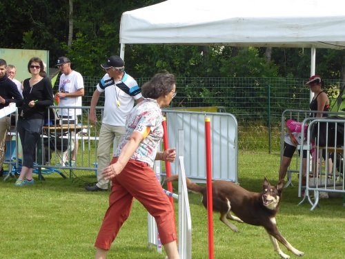 Concours d'agility, Montbard, 24 juin 2018