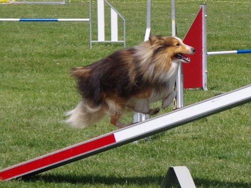 Concours d'agility, Magny sur Tille, 26 mai 2019