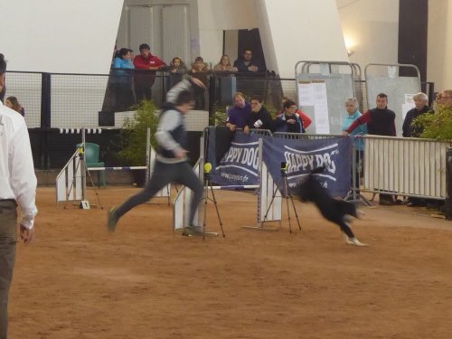 Concours d'agility, Le Creusot, 24 novembre 2019