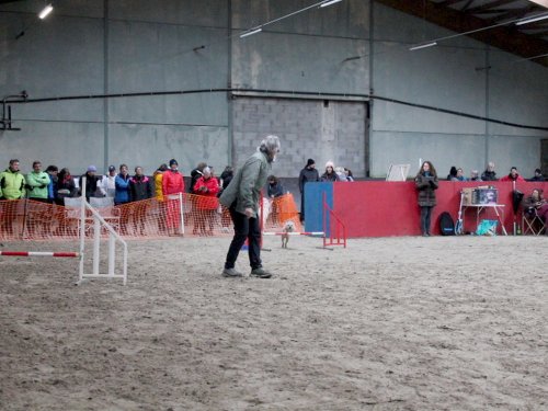 Concours d'agility, Dijon 8 décembre 2024