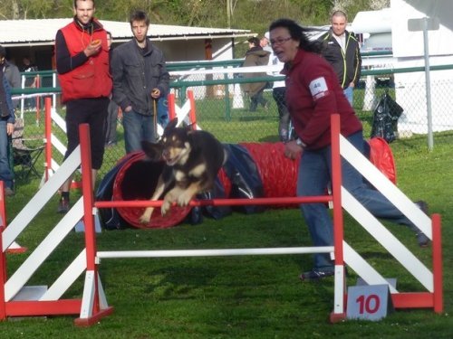 Concours d'agility, Macon, 26 mars 2017