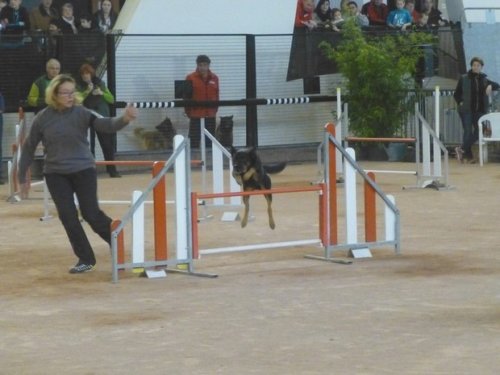 Concours d'agility, Le Creusot, 11 novembre 2014