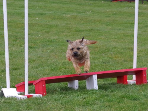 Concours d'agility, Barges, 1 avril 2018