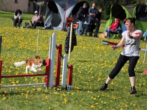 Premier concours d'agility de Fontaines, le 12 avril 2015