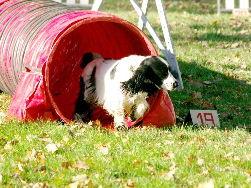 Stage d'agility, 26 novembre 2023