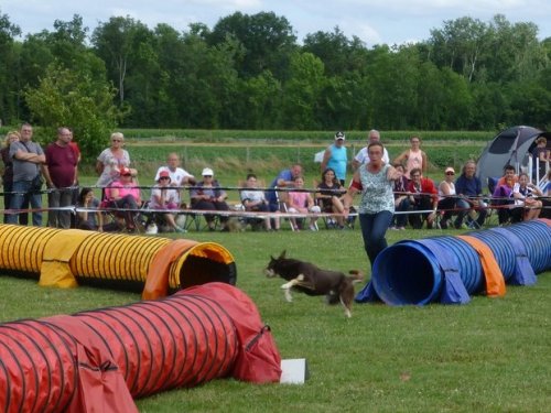 Concours d'agility, Sainte Marie la Blanche, 23 juillet 2017