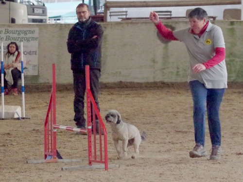 Concours d'agility, Dijon 10 décembre 2023