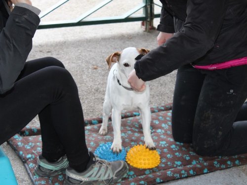 Stage de Fitness canin, 27 janvier 2019