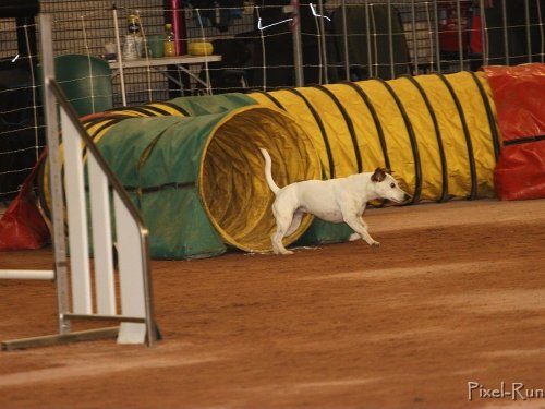 Concours d'agility, Le Creusot, 25 novembre 2018