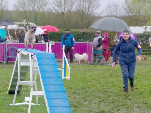 Concours d'agility, Barges, 31 mars 2024