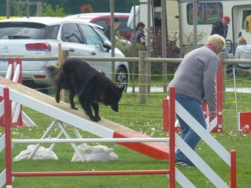 Concours d'agility, Barges, 16 avril 2017