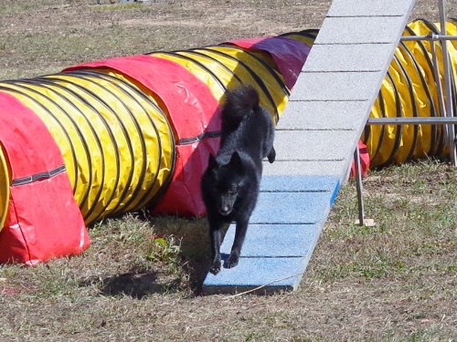 Concours d'agility, Fontaines 11 septembre 2022