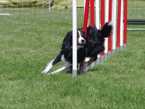 Concours d'agility, Magny sur Tille, 26 mai 2019