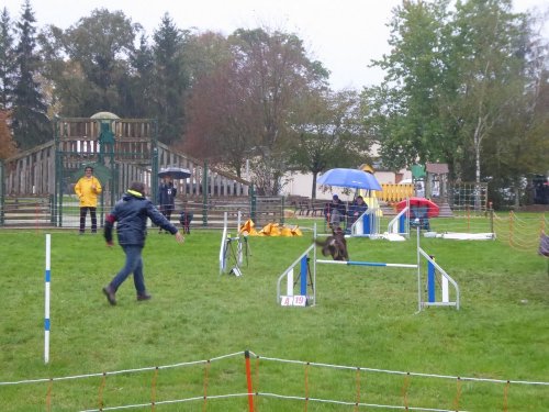 Concours d'agility, Sainte Marie la Blanche, 20 octobre 2019