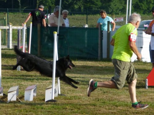 Concours d'agility, Montret, 30 juillet 2017