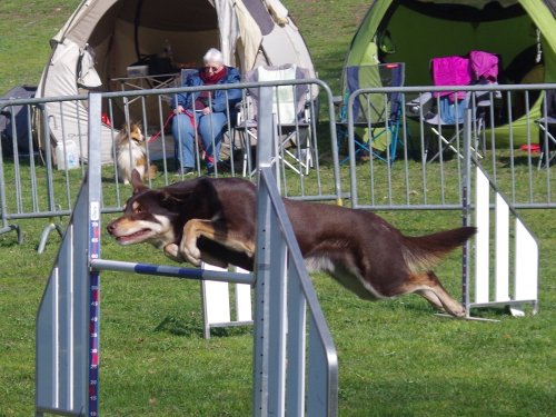 Concours d'agility, Le Creusot, 24 mars 2019