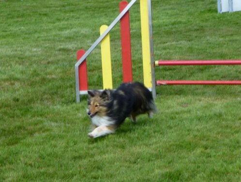 Concours d'agility, Autun, 14 septembre 2014