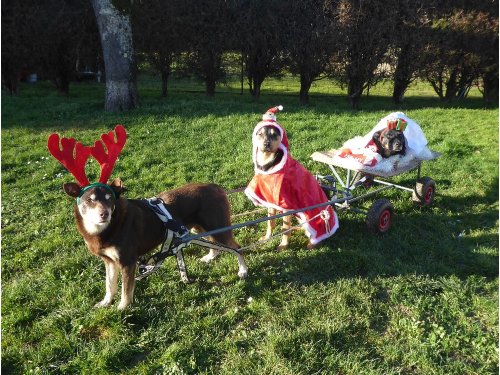 Concours photo 2021 : sur le thème de Noël