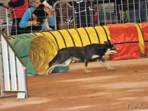 Concours d'agility, Le Creusot, 25 novembre 2018