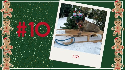 Concours photos 2024 : sur le thème de Noël