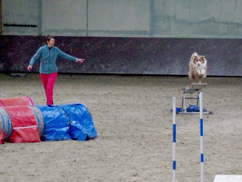 Concours d'agility, Dijon 8 décembre 2024