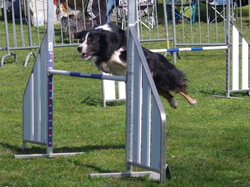 Concours d'agility, Le Creusot, 24 mars 2019