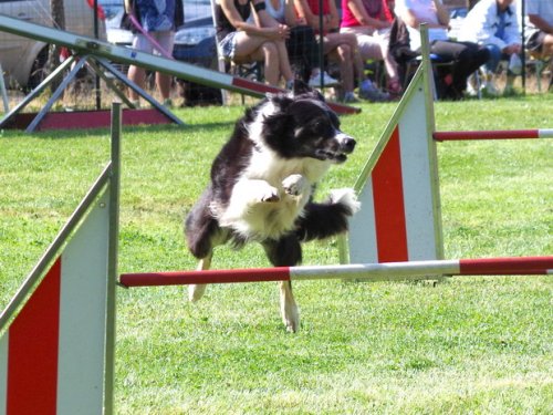 Concours d'agility, Sanvignes les Mines, 6 août 2016