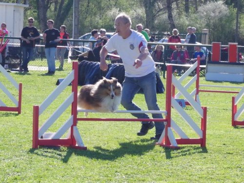 Concours d'agility, Macon, 26 mars 2017