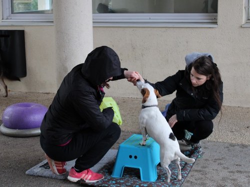 Stage de Fitness canin, 27 janvier 2019