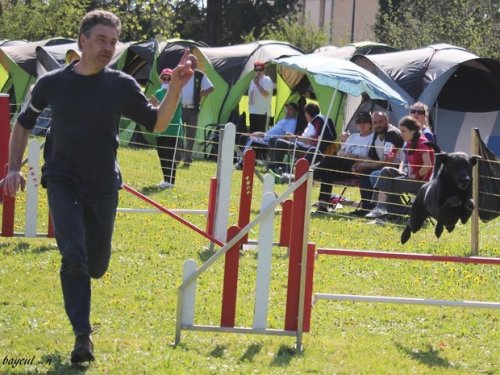 Premier concours d'agility de Fontaines, le 12 avril 2015