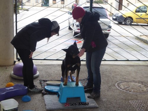 Stage de Fitness canin, 27 janvier 2019