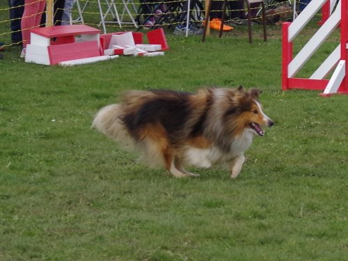 Concours d'agility, Barges, 1 avril 2018