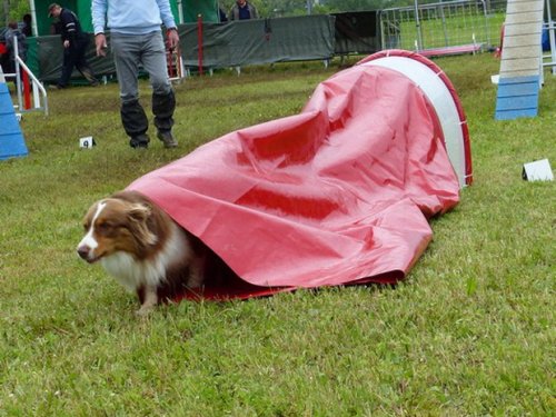 Concours d'agility de Fontaines, le 29 mai 2016