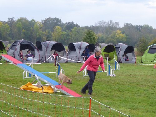 Concours d'agility, Sainte Marie la Blanche, 20 octobre 2019