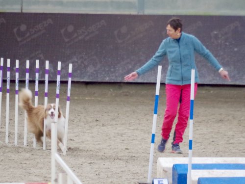 Concours d'agility, Dijon 8 décembre 2024