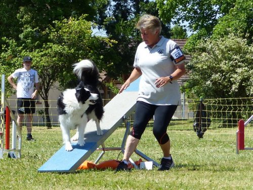 Concours d'agility de Fontaines, le 28 mai 2017