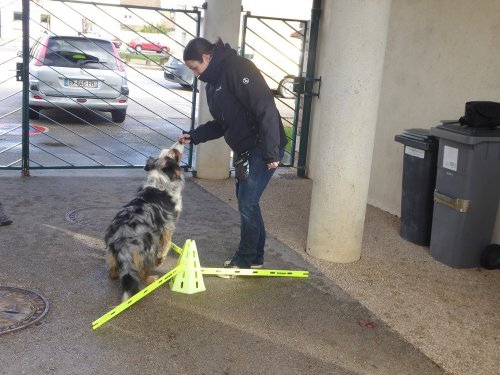 Stage de Fitness canin, 27 janvier 2019