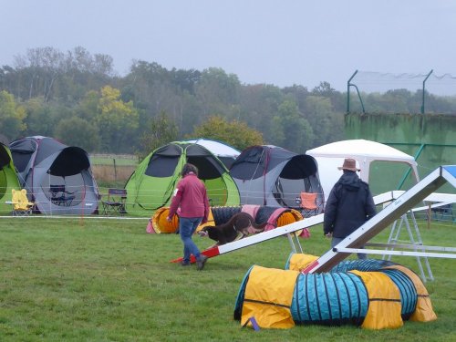 Concours d'agility, Sainte Marie la Blanche, 20 octobre 2019