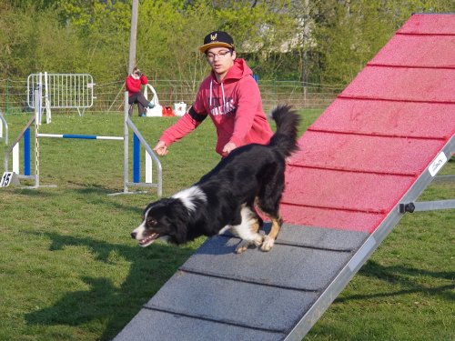 Concours d'agility, Gergy, 14 avril 2019