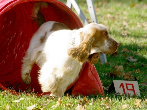 Stage d'agility, 26 novembre 2023