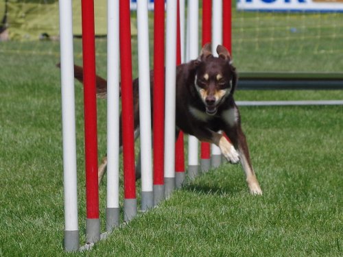 Concours d'agility, Magny sur Tille, 26 mai 2019