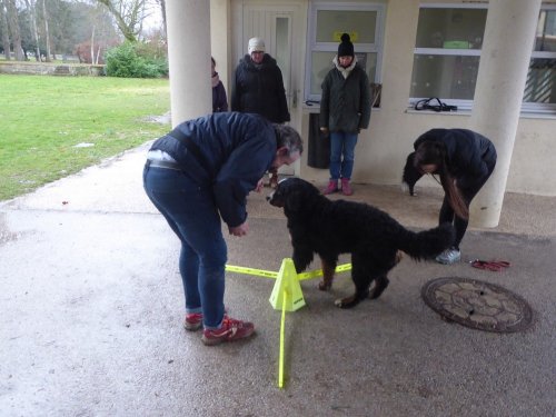 Stage de Fitness canin, 27 janvier 2019