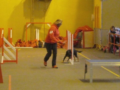 Concours d'agility, Seurre, 22 février 2015