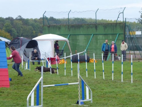 Concours d'agility, Sainte Marie la Blanche, 20 octobre 2019