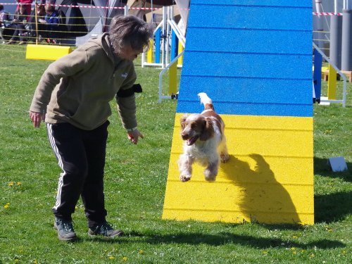 Concours d'agility, Barges, 9 avril 2023