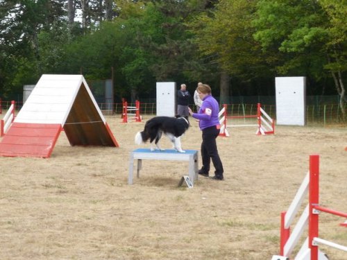 Concours d'agility, Nuits Saint Georges, 26 juillet 2015