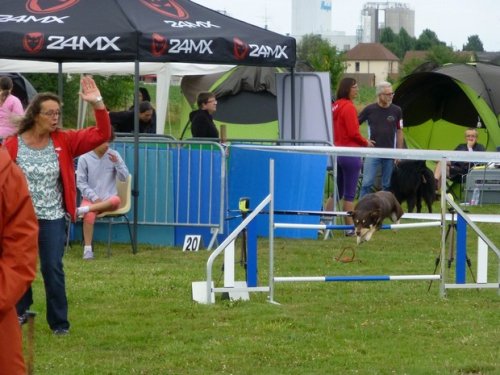 Concours d'agility, Sainte Marie la Blanche, 23 juillet 2017