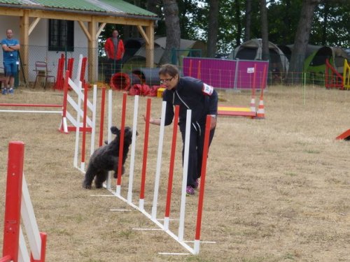 Concours d'agility, Nuits Saint Georges, 26 juillet 2015